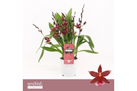 Burrageara barrocco red Barrocco Red, 5/6-spike Compact Orchid Collect