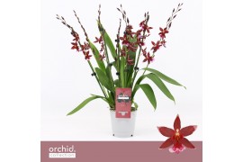 Burrageara barrocco red Barrocco Red, 7+ spike Compact Orchid Collecti