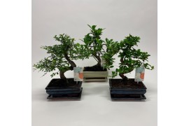 Bonsai mix Traditional