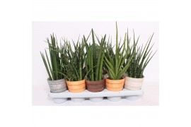 Sansevieria cylindrica luxe mix in rough & tough cup