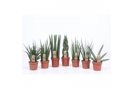 Sansevieria cylindrica mix luxe 4-5 soorten