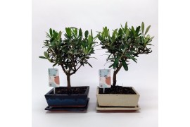 Olea europaea Olea Bonsai Traditional 20 cm