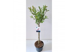 Salix gracilistyla mount aso