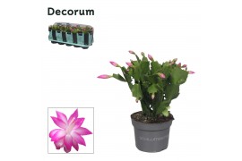 Schlumbergera roze decorum