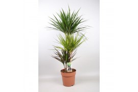 Dracaena mix 3 soorten 3pp - 60-30-15 - Carnaval