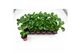 Peperomia clusiifolia red margin