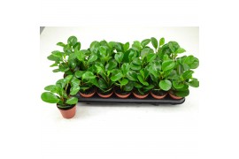 Peperomia green lemon