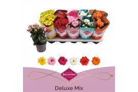 Kalanchoe perfecta mix Deluxe hoes stadium 1