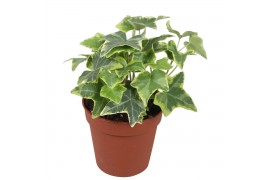 Hedera helix goldchild 7pp - 5-8cm Rank