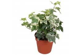 Hedera tonny helix 7pp - 5-8cm Rank