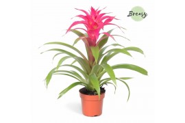 Guzmania deseo pink