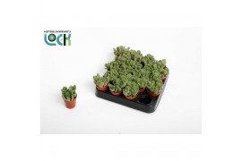 Cotyledon ladysmithiensis tanz