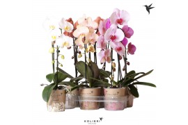 Phalaenopsis elegant cascade 1 tak niagara fall mix kolibri orchids