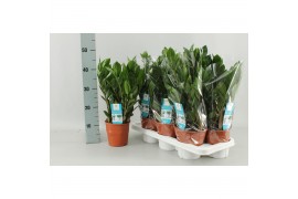 Zamioculcas zamiifolia jonge veren + 8