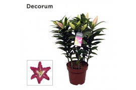 Lilium oriental entertainer decorum paars