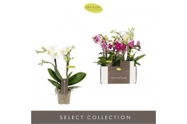 Phalaenopsis multiflora mix Optifriend Mix 2 spike 10 bl. 2 tak/plnt 1