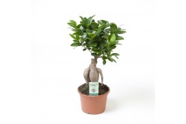 Ficus microcarpa ginseng