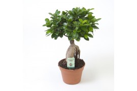 Ficus microcarpa ginseng