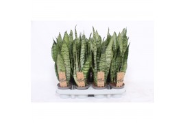 Sansevieria zeylanica