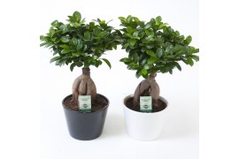 Ficus microcarpa ginseng in zwart-wit keramiek