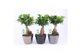 Ficus microcarpa ginseng in Wyberline keramiek pot