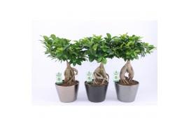 Ficus microcarpa ginseng Ficus Ginseng Infinitie keramiek