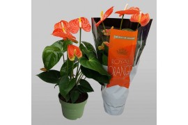 Anthurium andr. madural orange royal 5 bloem