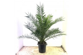 Phoenix canariensis 1 pp,1 pp,1 pp