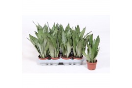 Sansevieria trifasciata moonshine