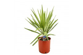 Yucca jewel Kopstek