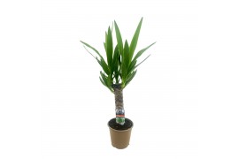 Yucca 30cm - Enkel Stam