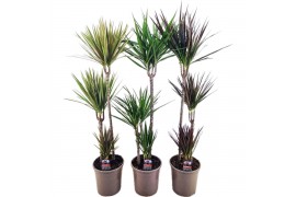 Dracaena mix Dracaena marginata mix 3 pp