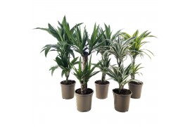 Dracaena mix Deremensis + Yucca 2 pp