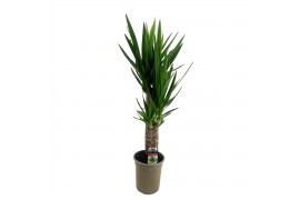 Yucca 60-35 - Toef