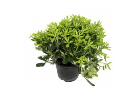 Pittosporum nanum tobira Pittosporum tobira nanum