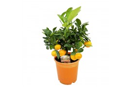 Citrus microcarpa Citrus calamondin