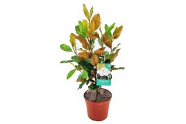 Magnolia Magnolia Grandiflora "little gem" 4 tak/plnt