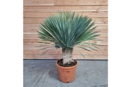 Yucca rostrata Yucca rostrata 1 pp