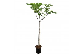 Ficus carica