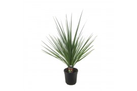 Cordyline peko 1pp