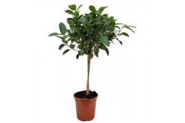 Ficus australis op stam