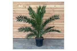 Phoenix canariensis Phoenix canariensis,1 pp,1 pp,1 pp,1 pp