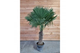 Trachycarpus fortunei Trachycarpus fortunei,60 cm cm stam,60 cm cm sta