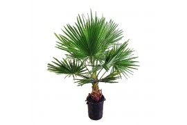 Washingtonia robusta