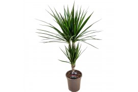 Dracaena marginata 30-10