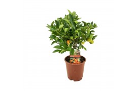 Citrofortunella microcarpa Citrus calamondin