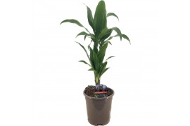 Dracaena fragr. janet craig 30-10