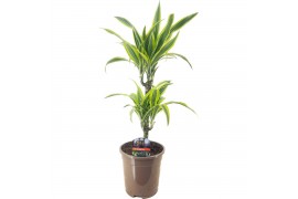 Dracaena fragr. der. lemon lime 30-10