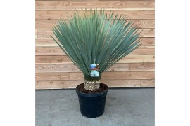 Yucca rostrata