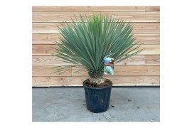 Yucca rostrata